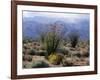 California, Anza Borrego Desert Sp, Brittlebush and Blooming Ocotillo-Christopher Talbot Frank-Framed Photographic Print