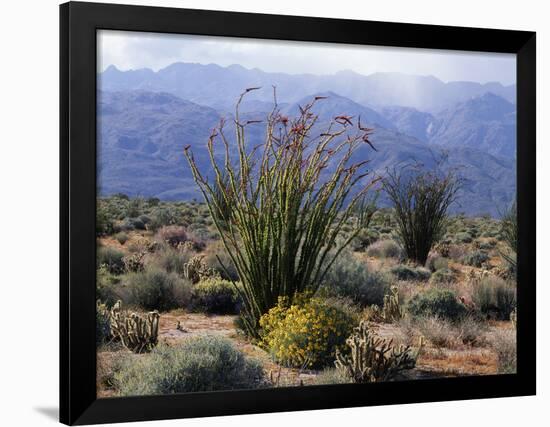 California, Anza Borrego Desert Sp, Brittlebush and Blooming Ocotillo-Christopher Talbot Frank-Framed Photographic Print