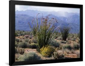 California, Anza Borrego Desert Sp, Brittlebush and Blooming Ocotillo-Christopher Talbot Frank-Framed Photographic Print