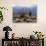 California, Anza Borrego Desert Sp, Brittlebush and Blooming Ocotillo-Christopher Talbot Frank-Photographic Print displayed on a wall