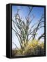 California, Anza Borrego Desert Sp, Brittlebush and Blooming Ocotillo-Christopher Talbot Frank-Framed Stretched Canvas