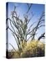 California, Anza Borrego Desert Sp, Brittlebush and Blooming Ocotillo-Christopher Talbot Frank-Stretched Canvas