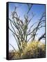 California, Anza Borrego Desert Sp, Brittlebush and Blooming Ocotillo-Christopher Talbot Frank-Framed Stretched Canvas