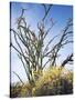 California, Anza Borrego Desert Sp, Brittlebush and Blooming Ocotillo-Christopher Talbot Frank-Stretched Canvas