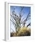 California, Anza Borrego Desert Sp, Brittlebush and Blooming Ocotillo-Christopher Talbot Frank-Framed Photographic Print