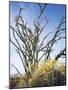 California, Anza Borrego Desert Sp, Brittlebush and Blooming Ocotillo-Christopher Talbot Frank-Mounted Photographic Print