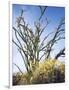 California, Anza Borrego Desert Sp, Brittlebush and Blooming Ocotillo-Christopher Talbot Frank-Framed Photographic Print