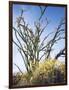 California, Anza Borrego Desert Sp, Brittlebush and Blooming Ocotillo-Christopher Talbot Frank-Framed Photographic Print