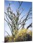 California, Anza Borrego Desert Sp, Brittlebush and Blooming Ocotillo-Christopher Talbot Frank-Mounted Photographic Print