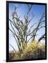 California, Anza Borrego Desert Sp, Brittlebush and Blooming Ocotillo-Christopher Talbot Frank-Framed Photographic Print