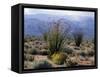 California, Anza Borrego Desert Sp, Brittlebush and Blooming Ocotillo-Christopher Talbot Frank-Framed Stretched Canvas
