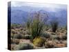 California, Anza Borrego Desert Sp, Brittlebush and Blooming Ocotillo-Christopher Talbot Frank-Stretched Canvas