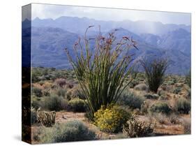 California, Anza Borrego Desert Sp, Brittlebush and Blooming Ocotillo-Christopher Talbot Frank-Stretched Canvas