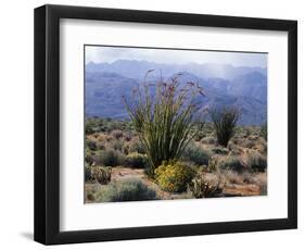 California, Anza Borrego Desert Sp, Brittlebush and Blooming Ocotillo-Christopher Talbot Frank-Framed Photographic Print