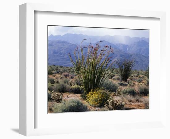 California, Anza Borrego Desert Sp, Brittlebush and Blooming Ocotillo-Christopher Talbot Frank-Framed Photographic Print