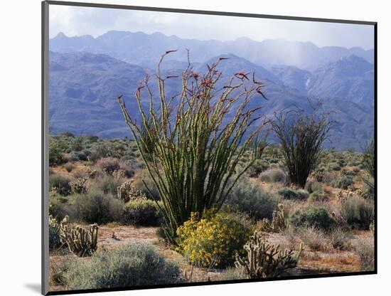 California, Anza Borrego Desert Sp, Brittlebush and Blooming Ocotillo-Christopher Talbot Frank-Mounted Photographic Print