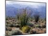 California, Anza Borrego Desert Sp, Brittlebush and Blooming Ocotillo-Christopher Talbot Frank-Mounted Photographic Print