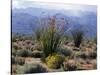 California, Anza Borrego Desert Sp, Brittlebush and Blooming Ocotillo-Christopher Talbot Frank-Stretched Canvas