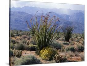 California, Anza Borrego Desert Sp, Brittlebush and Blooming Ocotillo-Christopher Talbot Frank-Stretched Canvas