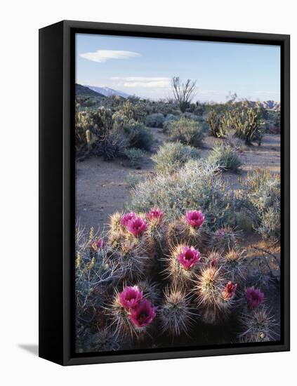 California, Anza Borrego Desert Sp, Calico Cactus, Flowers-Christopher Talbot Frank-Framed Stretched Canvas