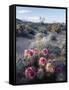 California, Anza Borrego Desert Sp, Calico Cactus, Flowers-Christopher Talbot Frank-Framed Stretched Canvas