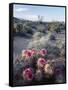 California, Anza Borrego Desert Sp, Calico Cactus, Flowers-Christopher Talbot Frank-Framed Stretched Canvas