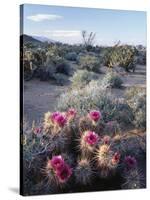 California, Anza Borrego Desert Sp, Calico Cactus, Flowers-Christopher Talbot Frank-Stretched Canvas