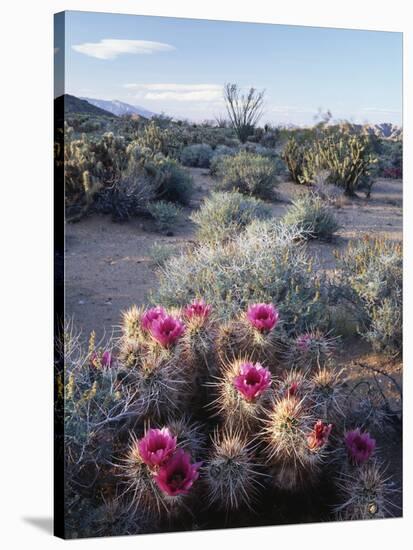 California, Anza Borrego Desert Sp, Calico Cactus, Flowers-Christopher Talbot Frank-Stretched Canvas