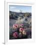 California, Anza Borrego Desert Sp, Calico Cactus, Flowers-Christopher Talbot Frank-Framed Premium Photographic Print