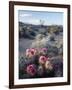 California, Anza Borrego Desert Sp, Calico Cactus, Flowers-Christopher Talbot Frank-Framed Premium Photographic Print