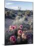 California, Anza Borrego Desert Sp, Calico Cactus, Flowers-Christopher Talbot Frank-Mounted Premium Photographic Print