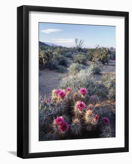 California, Anza Borrego Desert Sp, Calico Cactus, Flowers-Christopher Talbot Frank-Framed Photographic Print