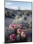 California, Anza Borrego Desert Sp, Calico Cactus, Flowers-Christopher Talbot Frank-Mounted Photographic Print