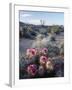 California, Anza Borrego Desert Sp, Calico Cactus, Flowers-Christopher Talbot Frank-Framed Photographic Print