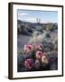 California, Anza Borrego Desert Sp, Calico Cactus, Flowers-Christopher Talbot Frank-Framed Photographic Print