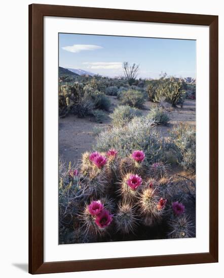 California, Anza Borrego Desert Sp, Calico Cactus, Flowers-Christopher Talbot Frank-Framed Photographic Print