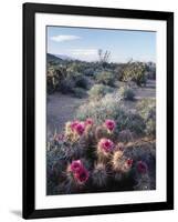 California, Anza Borrego Desert Sp, Calico Cactus, Flowers-Christopher Talbot Frank-Framed Photographic Print