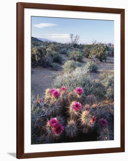 California, Anza Borrego Desert Sp, Calico Cactus, Flowers-Christopher Talbot Frank-Framed Photographic Print