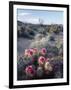 California, Anza Borrego Desert Sp, Calico Cactus, Flowers-Christopher Talbot Frank-Framed Photographic Print