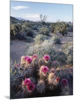 California, Anza Borrego Desert Sp, Calico Cactus, Flowers-Christopher Talbot Frank-Mounted Photographic Print