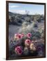 California, Anza Borrego Desert Sp, Calico Cactus, Flowers-Christopher Talbot Frank-Framed Photographic Print