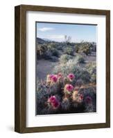 California, Anza Borrego Desert Sp, Calico Cactus, Flowers-Christopher Talbot Frank-Framed Photographic Print