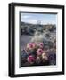 California, Anza Borrego Desert Sp, Calico Cactus, Flowers-Christopher Talbot Frank-Framed Photographic Print