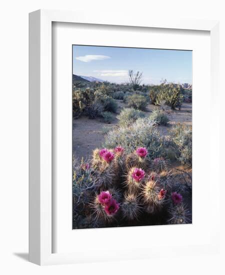 California, Anza Borrego Desert Sp, Calico Cactus, Flowers-Christopher Talbot Frank-Framed Photographic Print