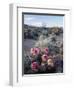 California, Anza Borrego Desert Sp, Calico Cactus, Flowers-Christopher Talbot Frank-Framed Photographic Print