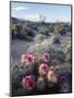 California, Anza Borrego Desert Sp, Calico Cactus, Flowers-Christopher Talbot Frank-Mounted Photographic Print