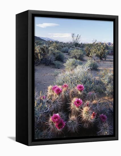 California, Anza Borrego Desert Sp, Calico Cactus, Flowers-Christopher Talbot Frank-Framed Stretched Canvas