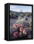California, Anza Borrego Desert Sp, Calico Cactus, Flowers-Christopher Talbot Frank-Framed Stretched Canvas