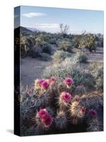 California, Anza Borrego Desert Sp, Calico Cactus, Flowers-Christopher Talbot Frank-Stretched Canvas