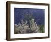 California, Anza Borrego Desert Sp, Colorado Desert Wildflowers-Christopher Talbot Frank-Framed Photographic Print